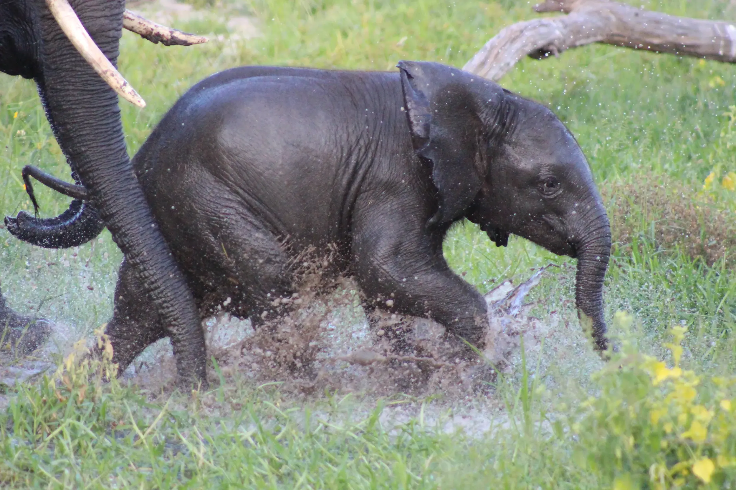 Ein nasses Elefantenbaby rennt spritzend durch seichtes Wasser im Okavango Delta, das Bein der Mutter links im Bild.