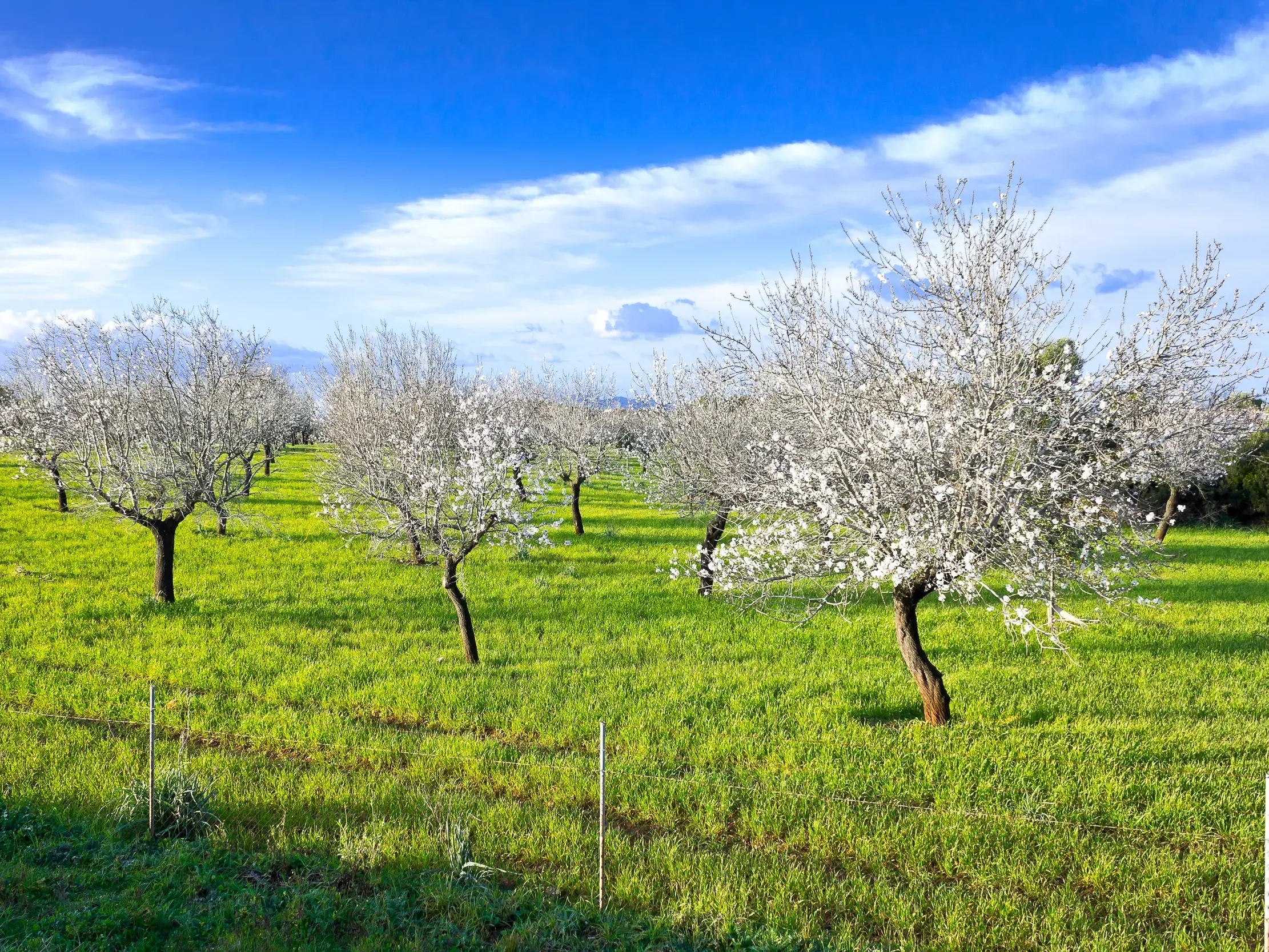 Blühende Mandelbäume auf einer grünen Wiese unter blauem Frühlingshimmel auf Mallorca