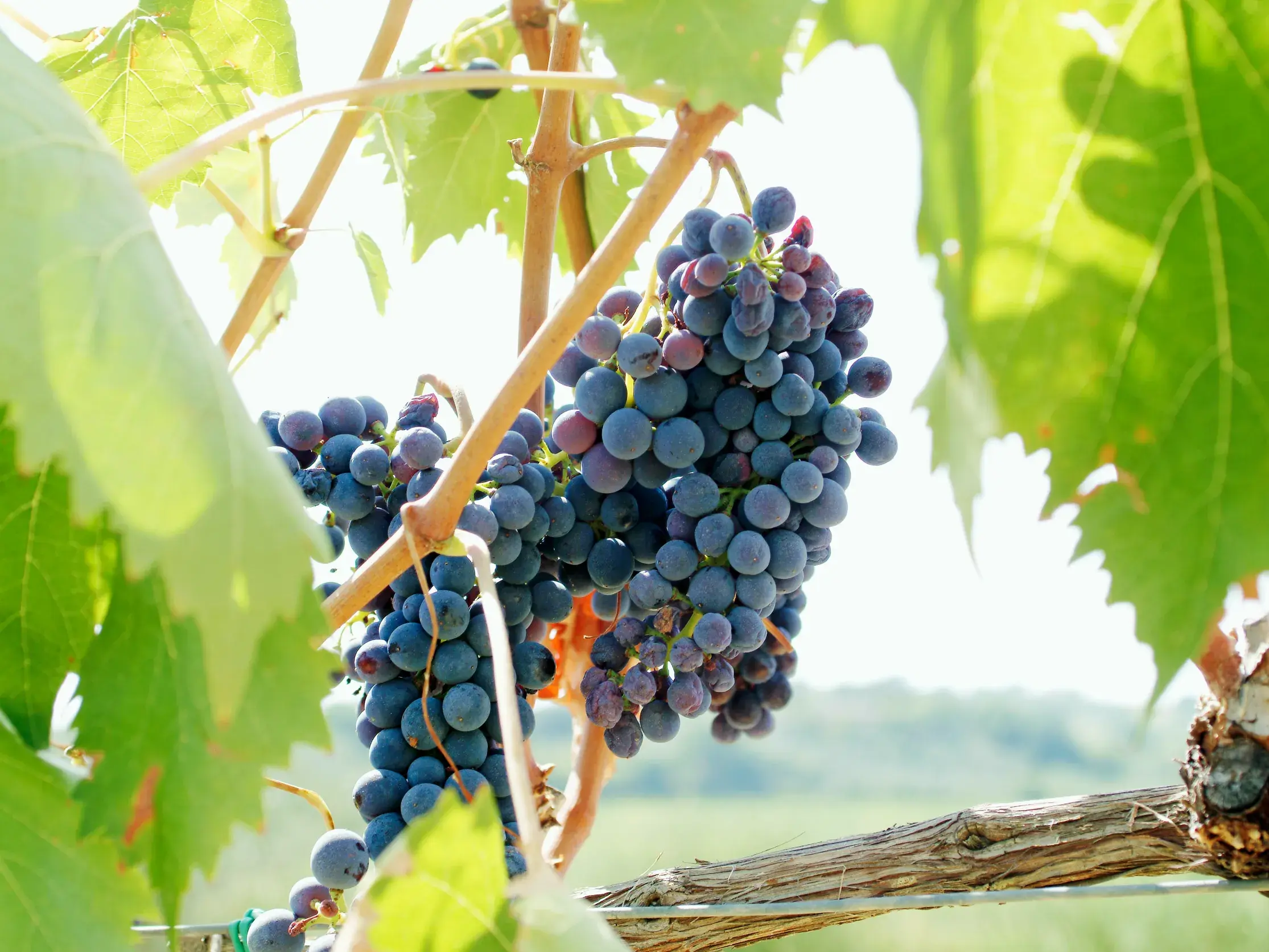 Sonnengereifte, dunkle Trauben am Rebstock im Hügelland der Langhe, der berühmten Weinregion für Barolo im Piemont.