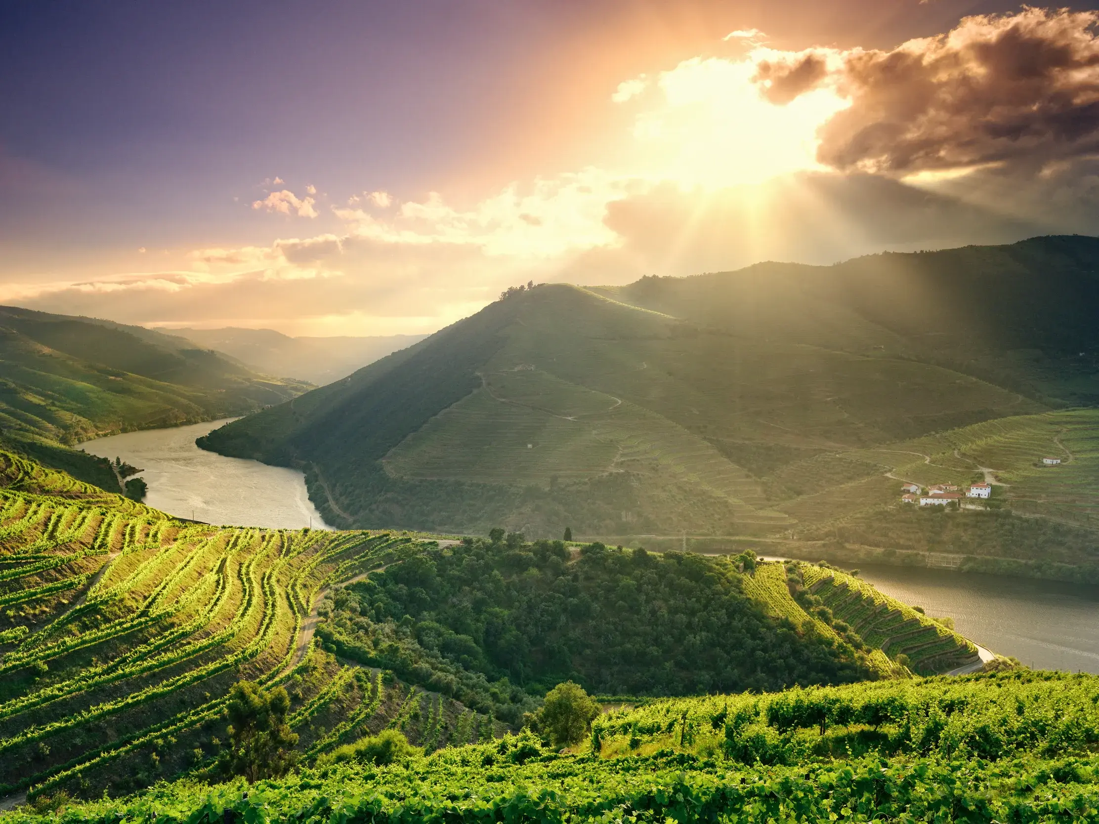Die Sonne beleuchtet die grünen Weinterrassen und den Fluss Douro im berühmten UNESCO-Welterbe Dourotal in Portugal.