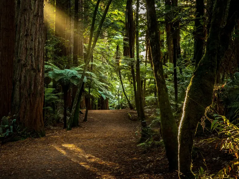 Ein von Blättern bedeckter Wanderweg im Puketi Kauri-Wald, wo Sonnenstrahlen durch hohe Bäume und üppige Farne fallen.