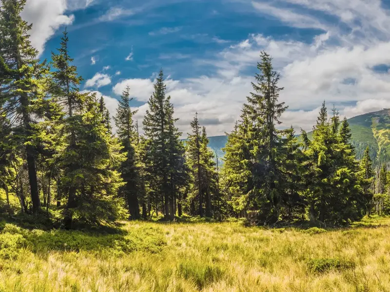 Sonnige Bergwiesen und grüne Fichten am Fuße der Schneekoppe in Polen unter einem strahlend blauen Himmel mit Wolken.