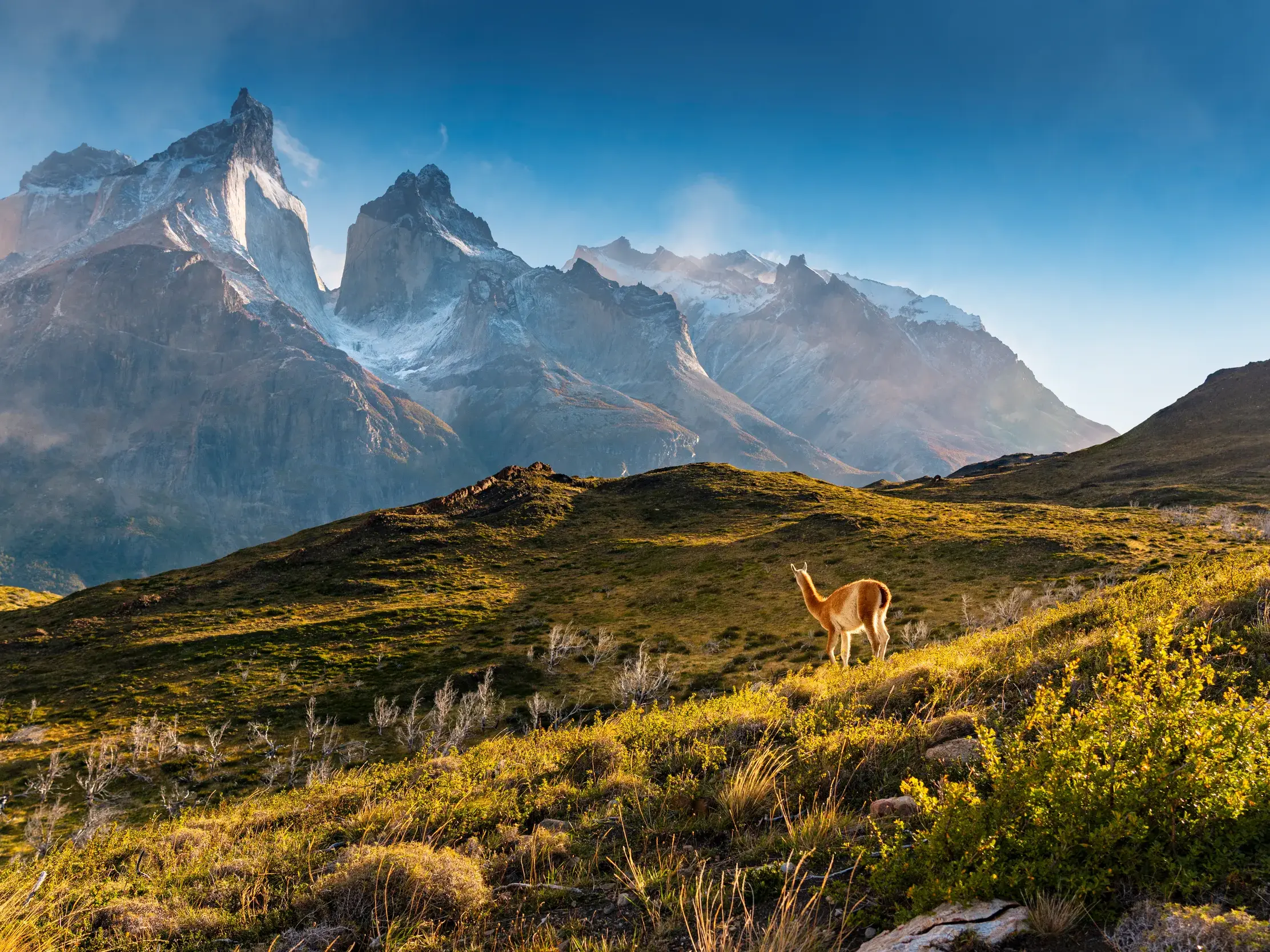 Ein Guanako steht auf einem grünen Hügel in der Sonne vor den Granitgipfeln des Torres-del-Paine-Nationalparks.