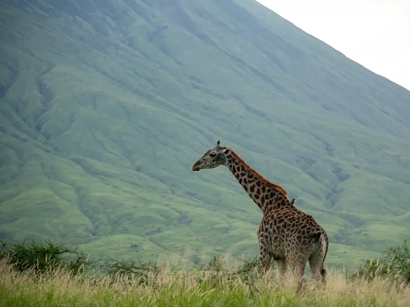 Eine Massai-Giraffe steht im hohen Gras der Savanne vor den imposanten, grünen Hängen des Vulkans Ol Doinyo Lengai in Tansania.