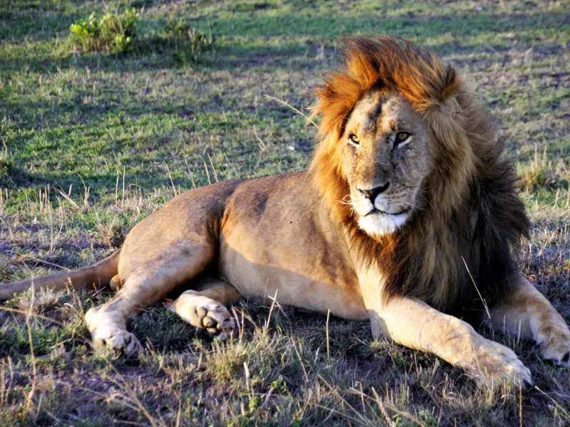Ein stattlicher männlicher Löwe mit goldbrauner Mähne ruht im Gras der Savanne während einer Safari in der Masai Mara, Kenia.