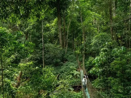 Zwei Wanderer überqueren eine schmale Hängebrücke auf ihrer Trekkingtour durch den üppigen, grünen Dschungel in Nord-Laos.
