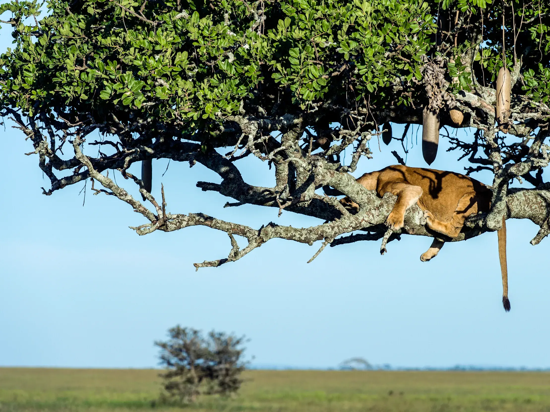 Eine Löwin hält Mittagsschlaf auf dem Ast eines Leberwurstbaumes in der weiten Savanne der Serengeti in Tansania.