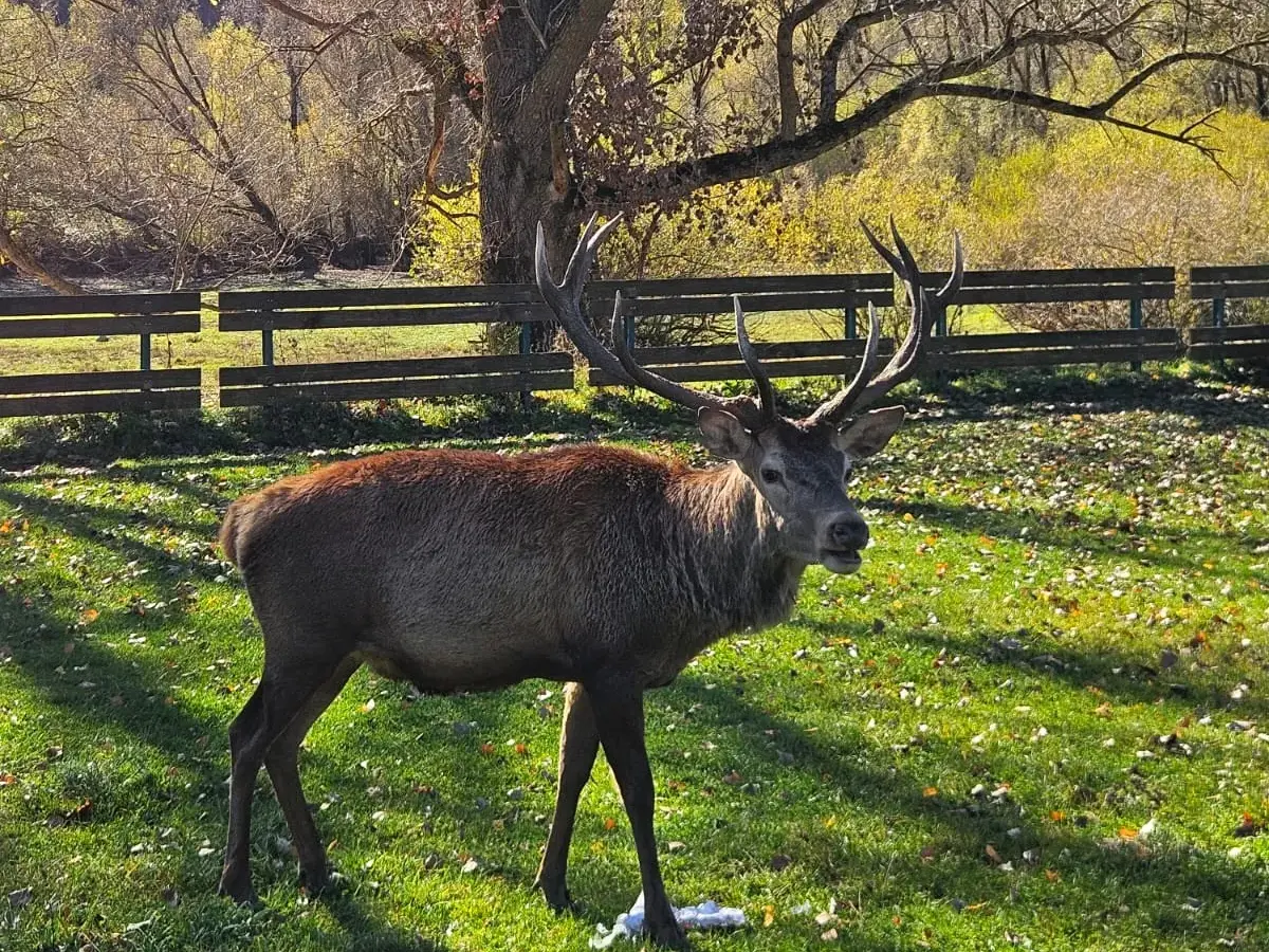 Ein stattlicher Hirsch mit großem Geweih steht auf einer sonnigen Wiese im Nationalpark der Abruzzen, Latium und Molise.