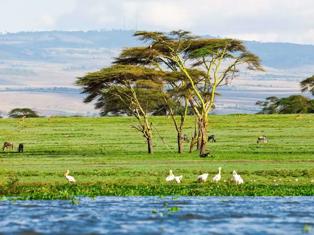 Blick vom Boot auf den Lake Naivasha mit Pelikanen am Ufer und grasenden Zebras in der weiten, grünen Landschaft Kenias.