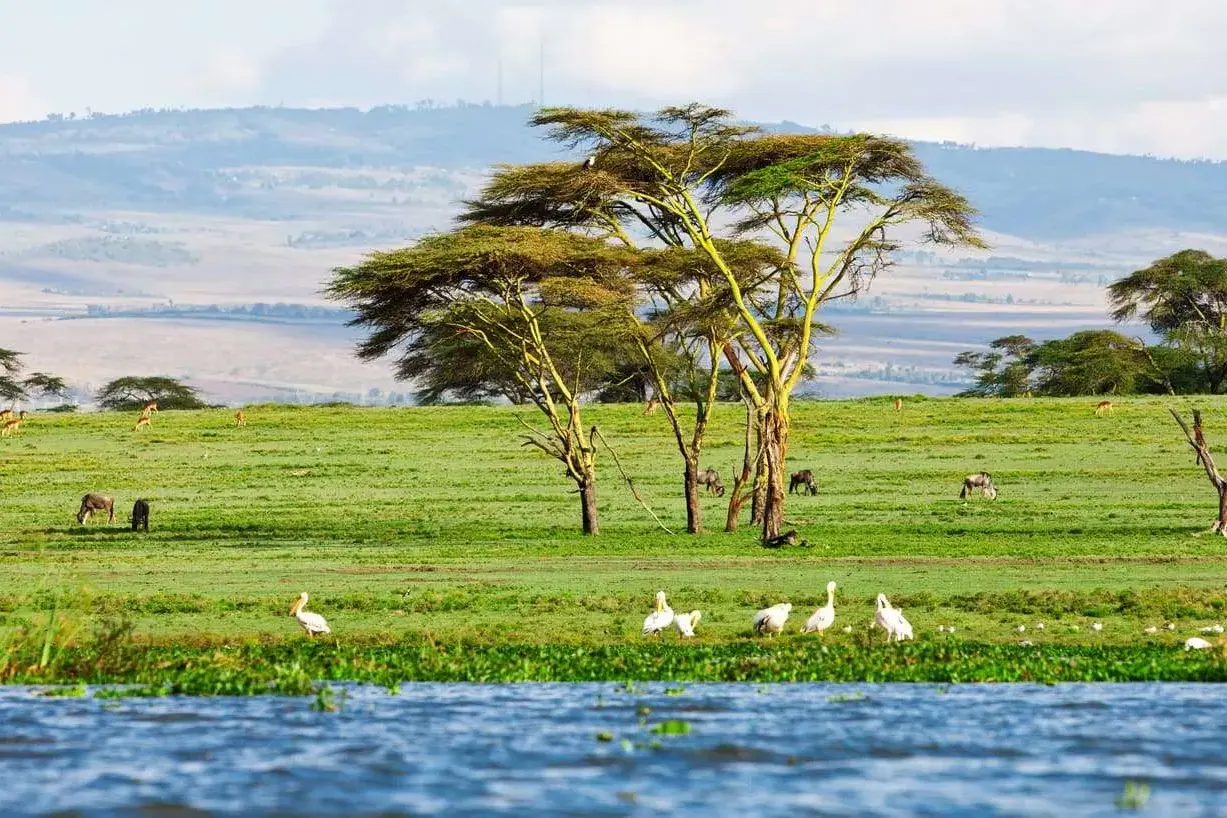 Blick vom Boot auf den Lake Naivasha mit Pelikanen am Ufer und grasenden Zebras in der weiten, grünen Landschaft Kenias.