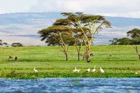 Blick vom Boot auf den Lake Naivasha mit Pelikanen am Ufer und grasenden Zebras in der weiten, grünen Landschaft Kenias.