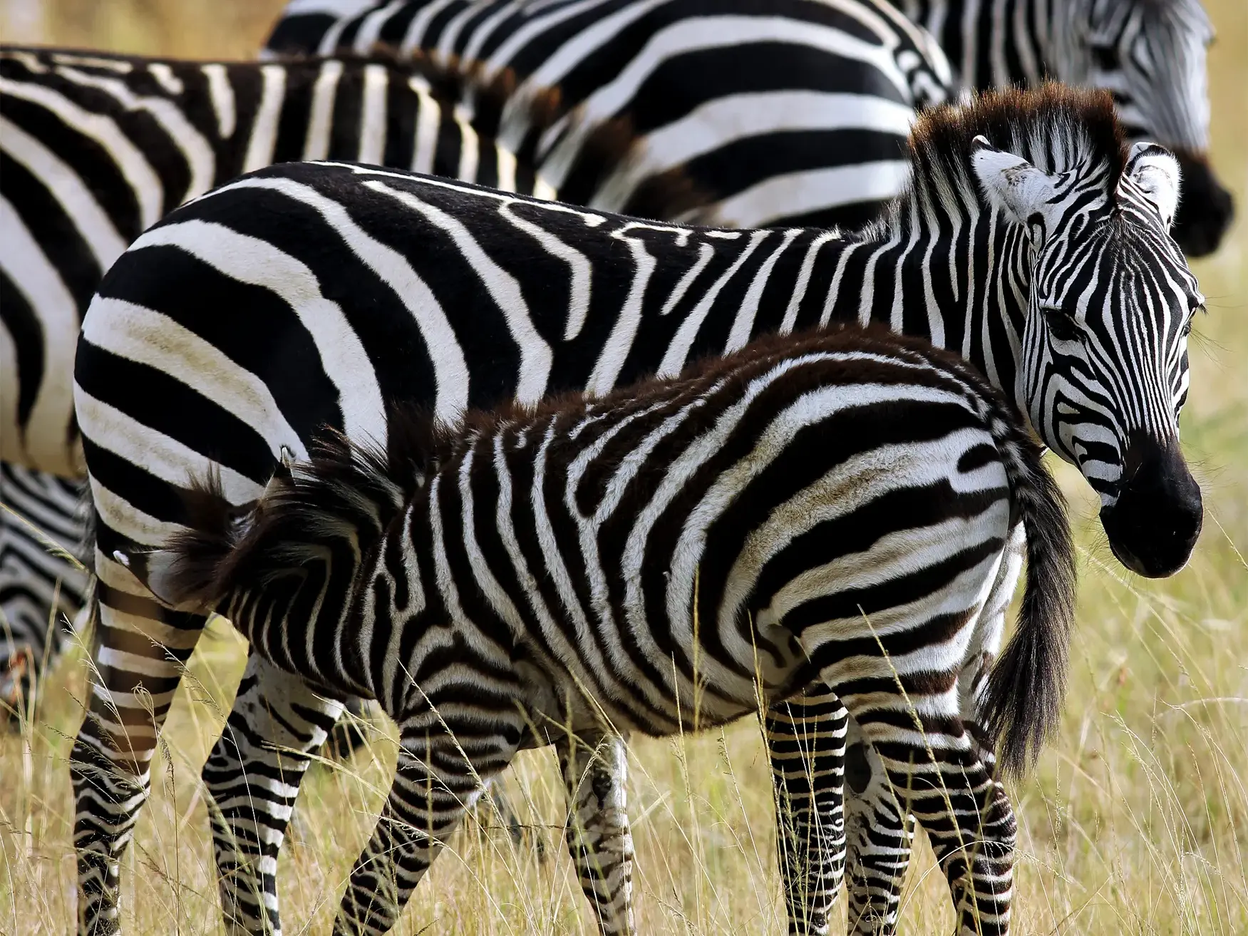 Nahaufnahme eines Zebrafohlens, das bei seiner Mutter in der goldenen Savanne des Serengeti-Nationalparks säugt.