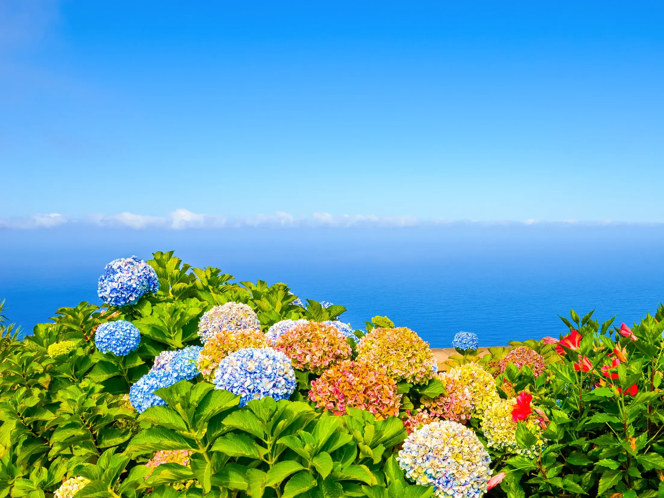 Bunte Hortensienbüsche in voller Blüte an der Steilküste von Madeira mit Panoramablick über den tiefblauen Atlantischen Ozean.