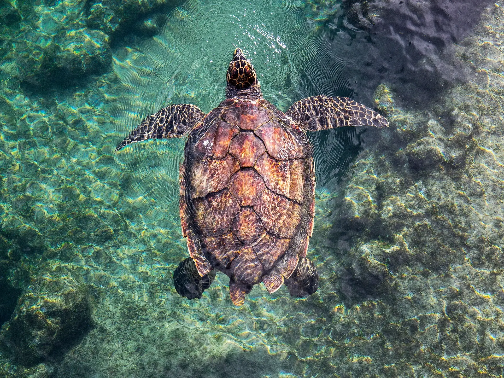 Eine Meeresschildkröte mit gemustertem Panzer schwimmt im kristallklaren, türkisen Wasser des Indischen Ozeans vor La Réunion.