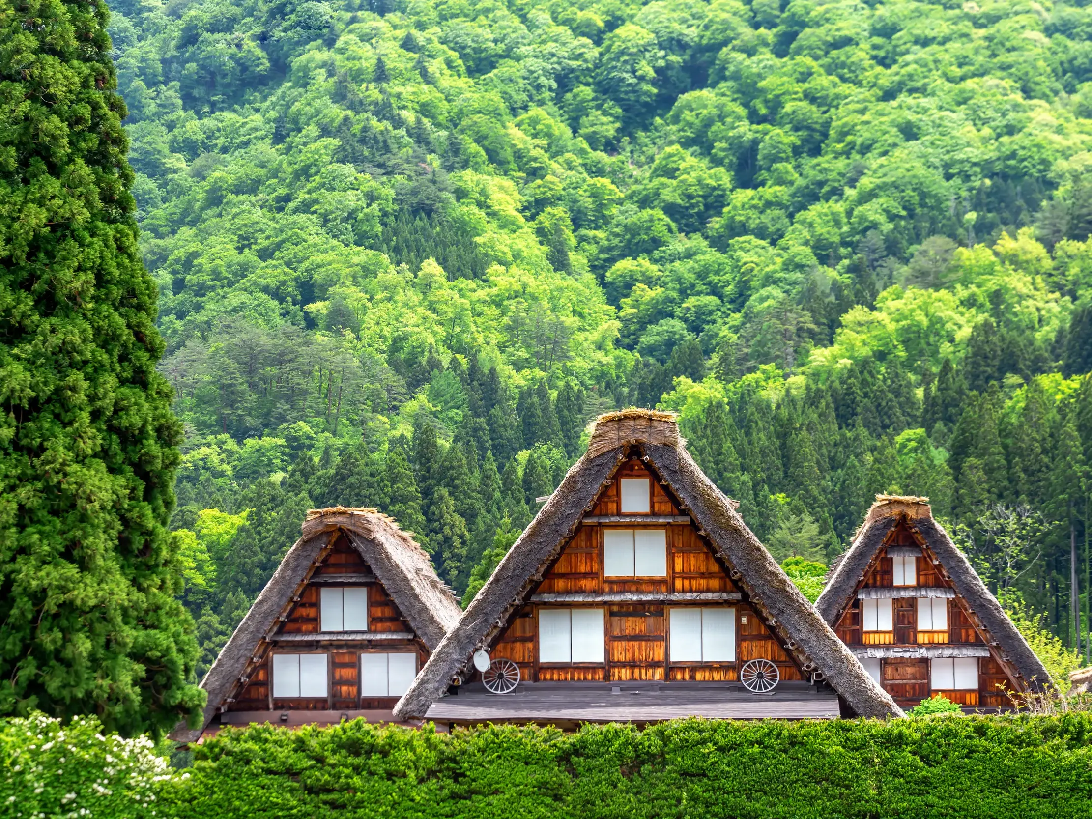 Steile Strohdächer der traditionellen Gassho-zukuri Häuser im historischen Bergdorf Shirakawa-go vor dichten, grünen Wäldern.