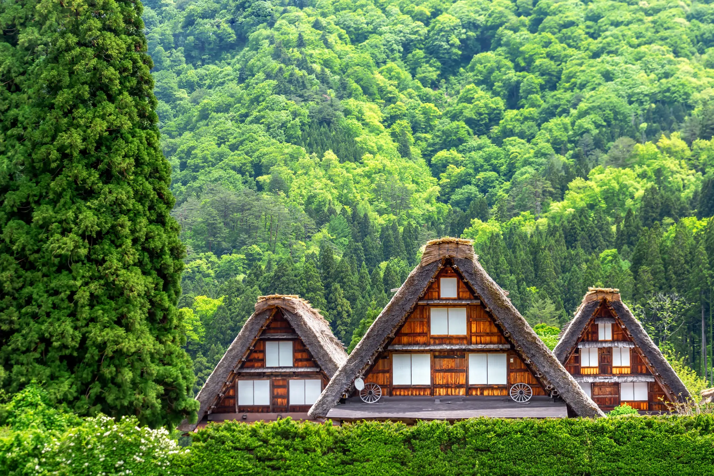 Drei traditionelle Holzhäuser aus der Edo-Zeit mit steilen Strohdächern in der grünen Berglandschaft von Takayama in Japan.