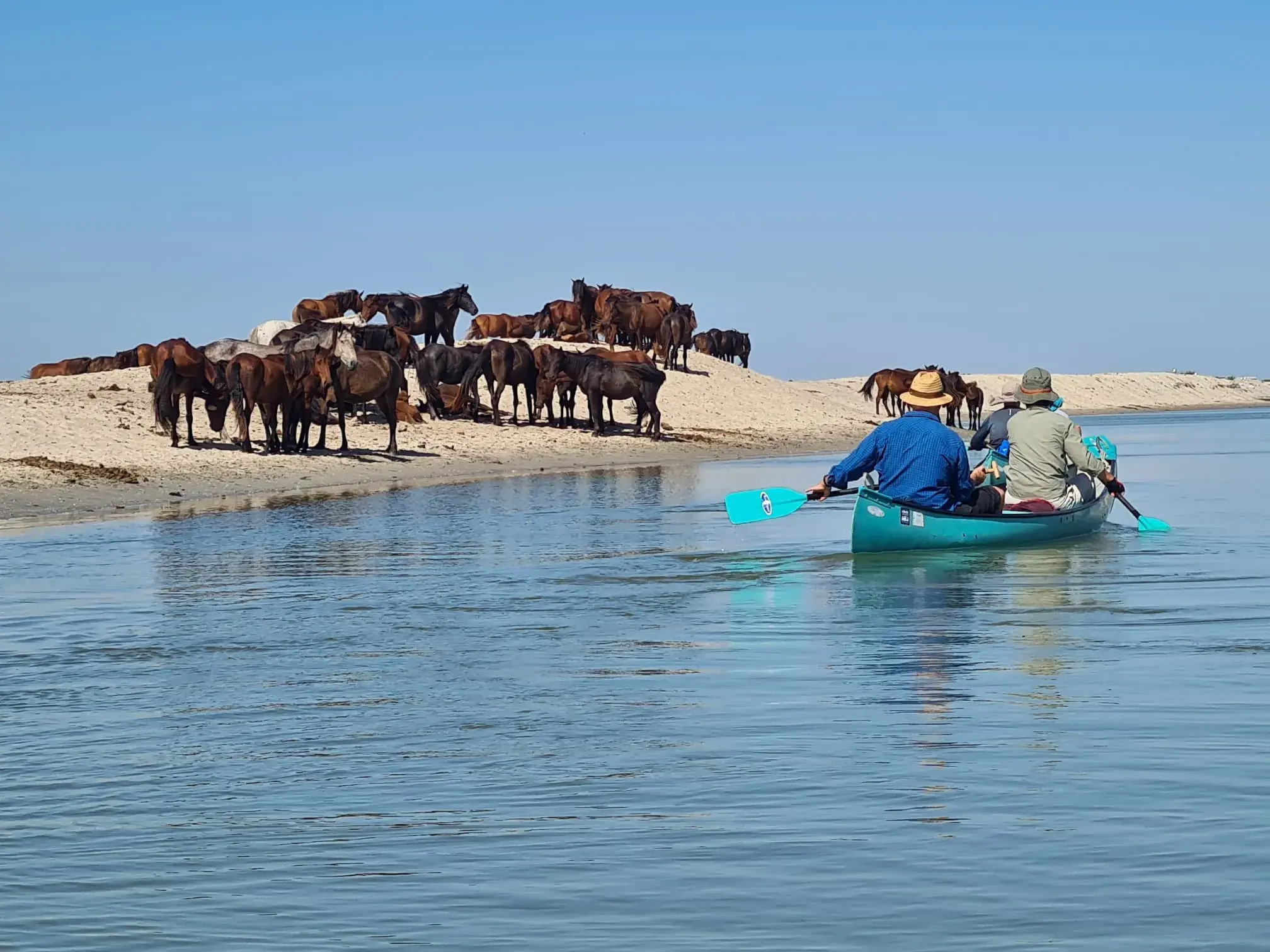Zwei Reisende paddeln im Kanu durch das Donaudelta und beobachten eine große Herde Wildpferde an einem sonnigen Sandufer.
