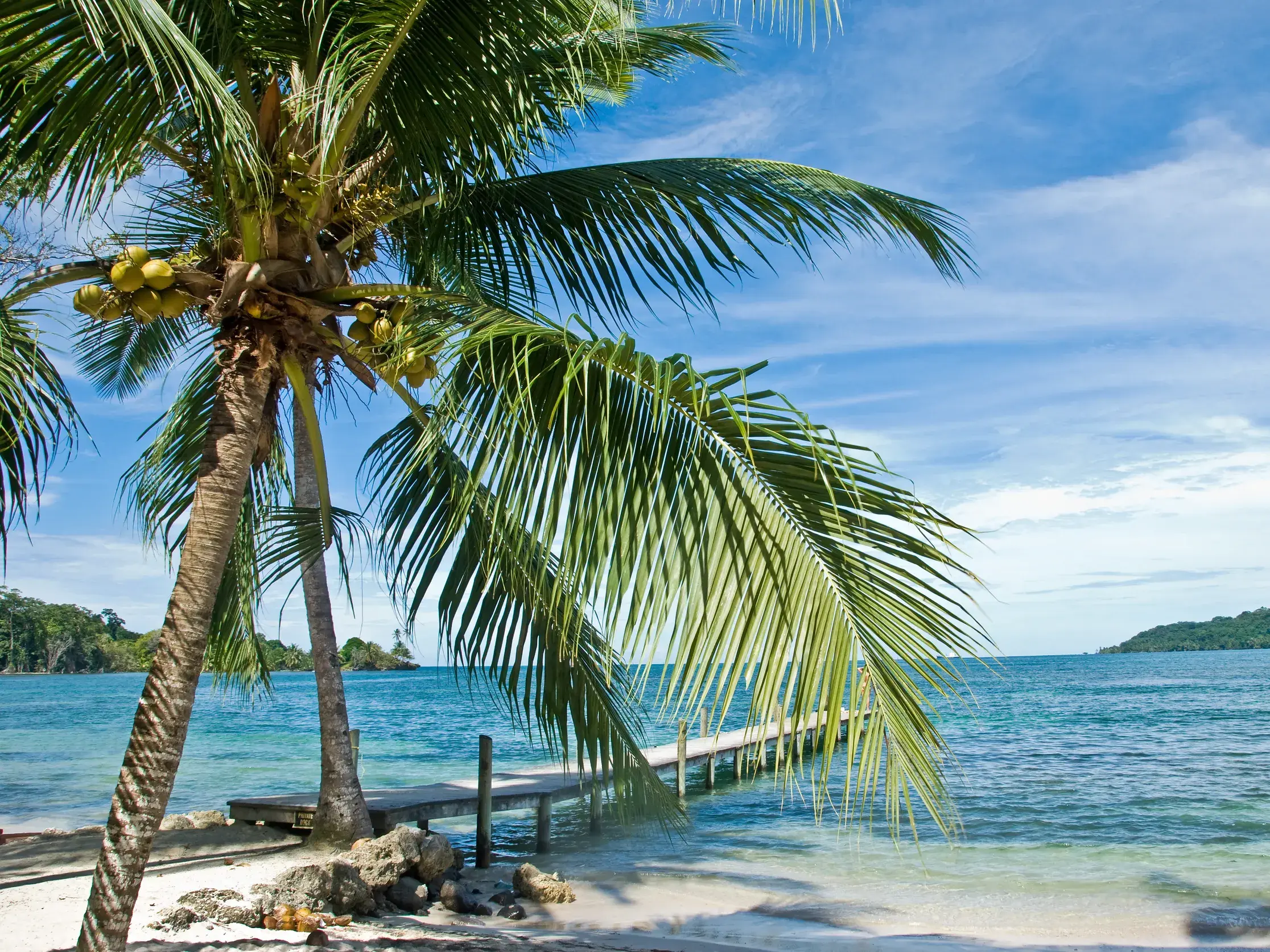 Kokospalmen mit reifen Kokosnüssen an einem weißen Sandstrand mit Holzsteg ins türkise Meer von Bocas del Toro, Panama.