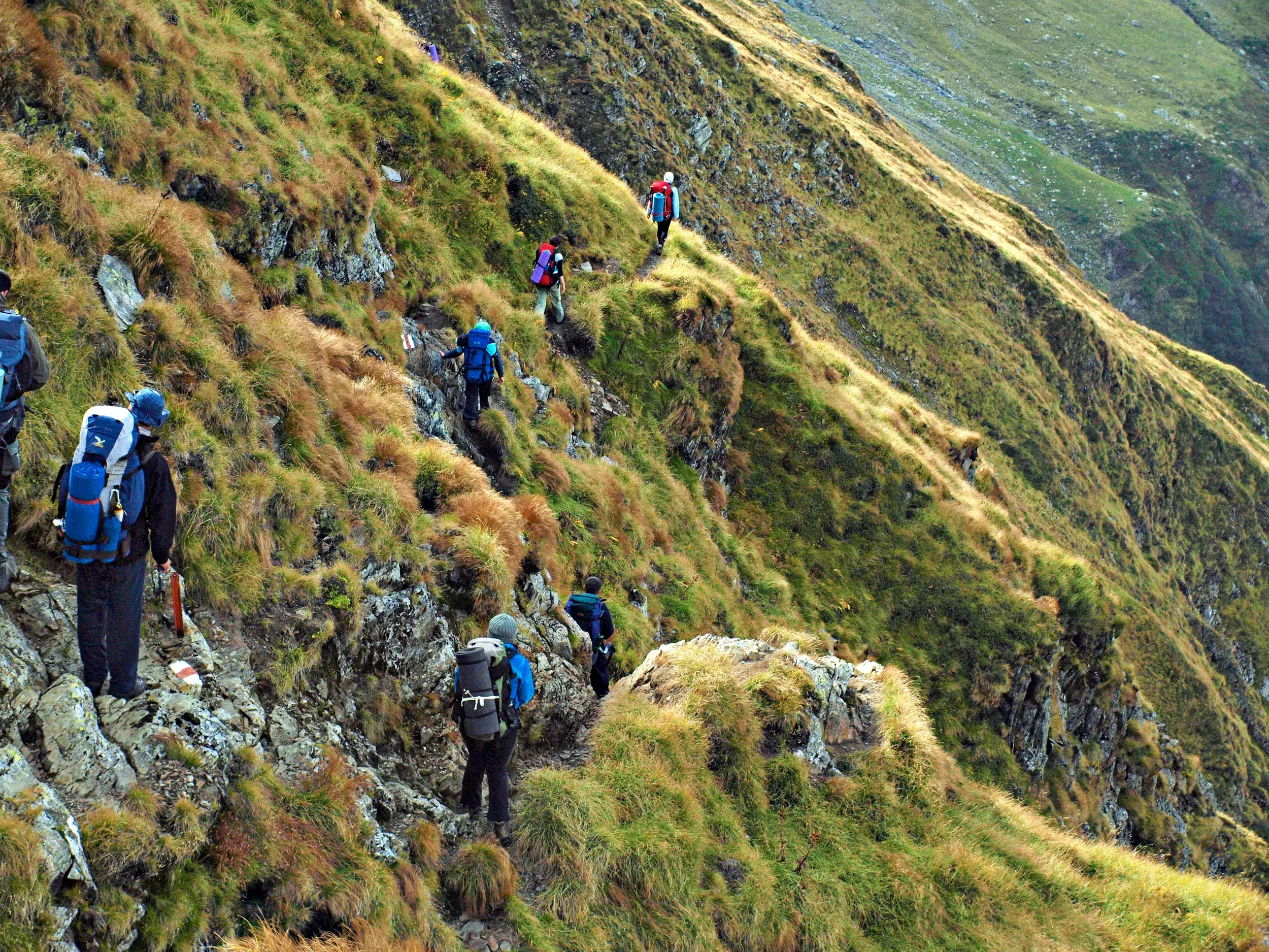 Eine Trekkinggruppe mit großen Rucksäcken wandert auf einem schmalen, markierten Pfad an einem steilen Grashang im Fagaras Gebirge.