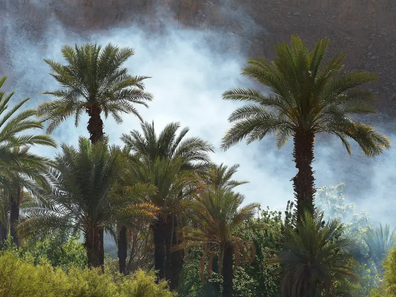 Dichte, grüne Palmen in einer Oase in der Sahara nahe Djanet, während im Hintergrund Rauch in den Himmel steigt.
