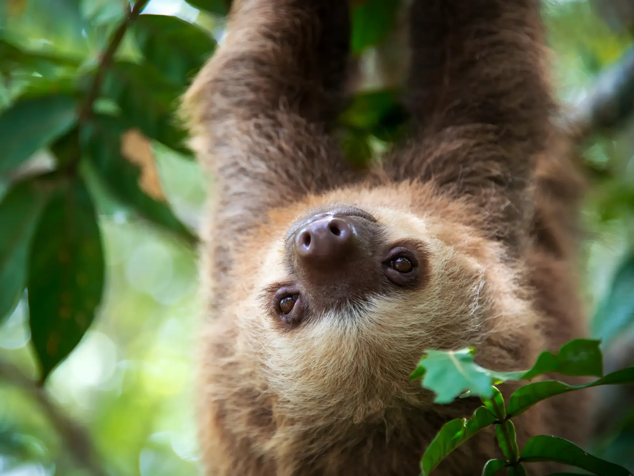 Nahaufnahme eines Faultiers, das im Regenwald von Costa Rica kopfüber von einem Ast hängt und neugierig in die Kamera blickt.
