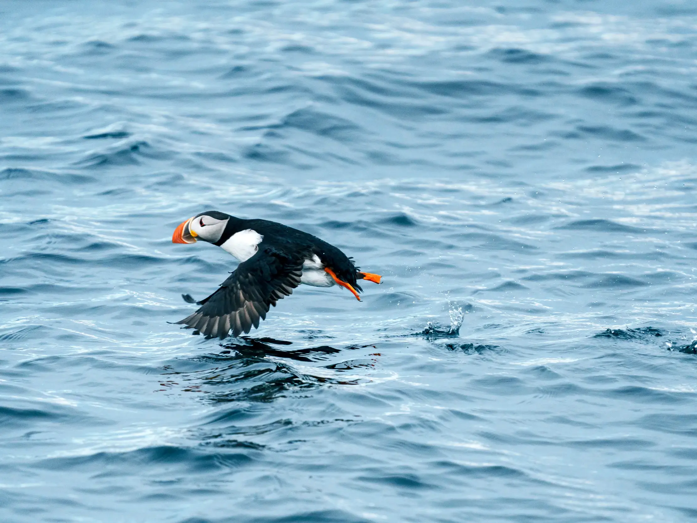Ein Papageientaucher, ein typischer Seevogel Norwegens, fliegt mit ausgebreiteten Flügeln tief über das wellige Nordmeer auf der Route der Hurtigruten.