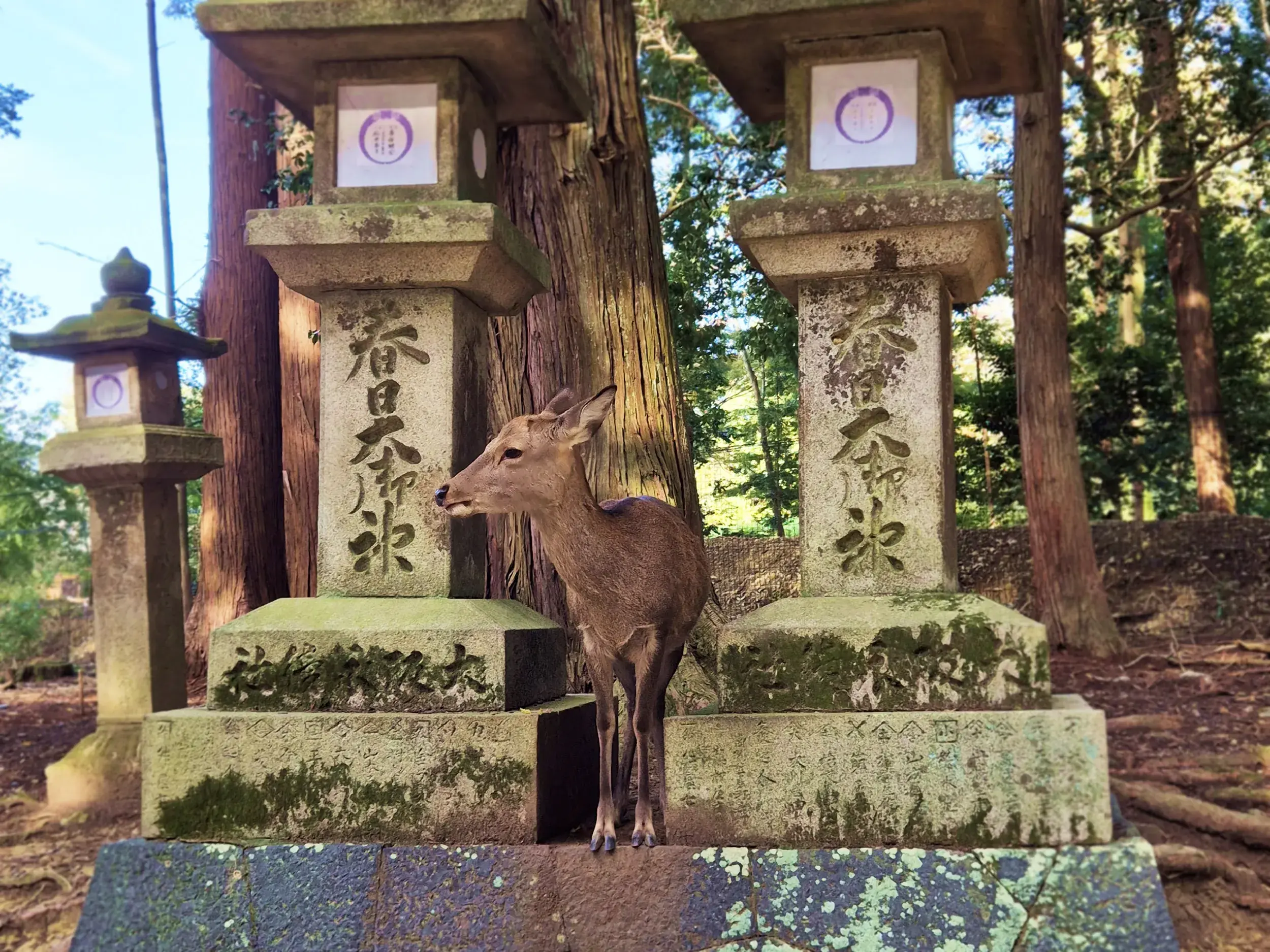 Ein zahmer Sikahirsch blickt neugierig zwischen zwei historischen, moosbewachsenen Steinlaternen in Nara, Japan.