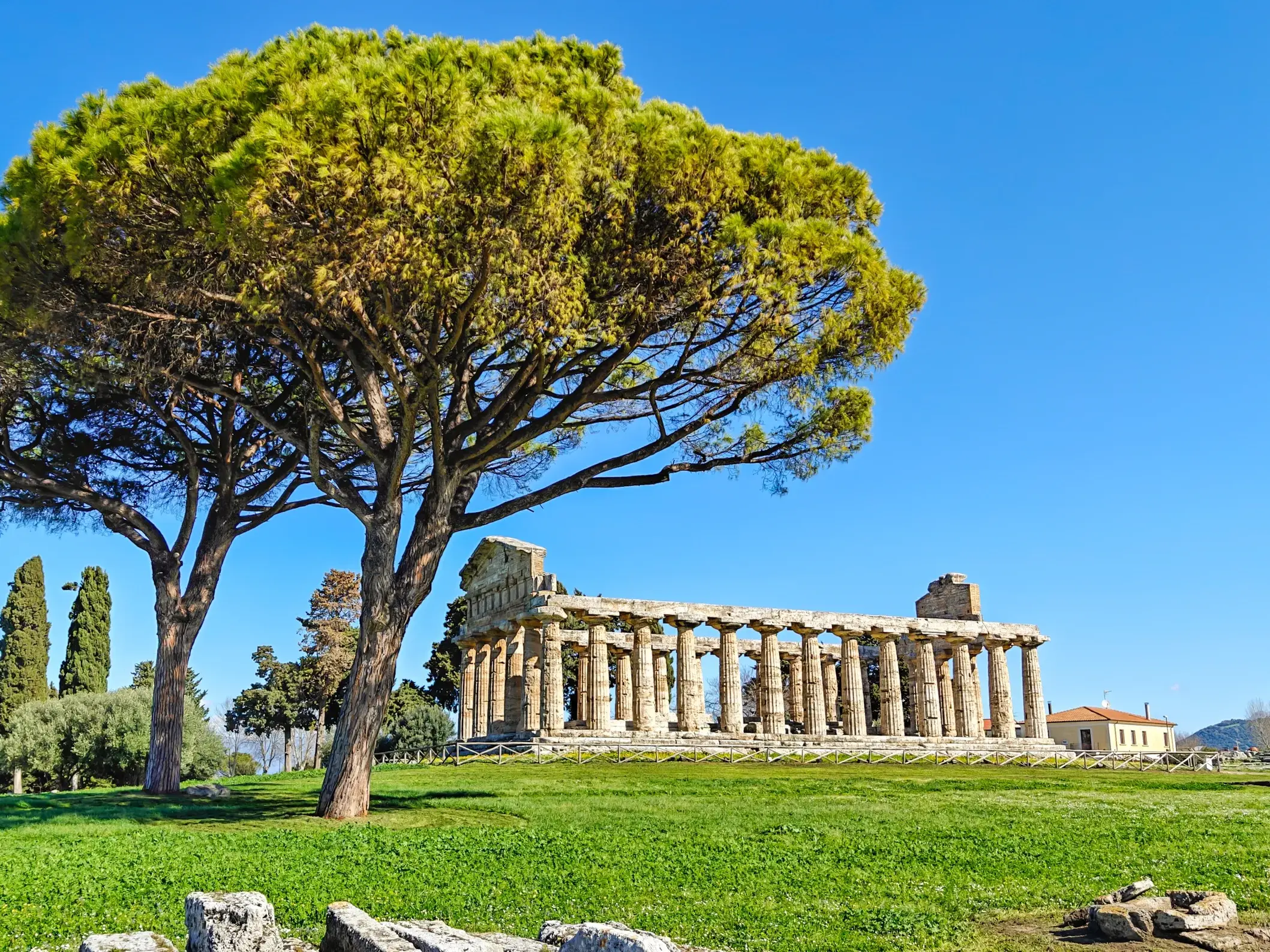 Die gut erhaltenen griechischen Tempel von Paestum auf einer grünen Wiese, flankiert von hohen Pinien unter blauem Himmel.
