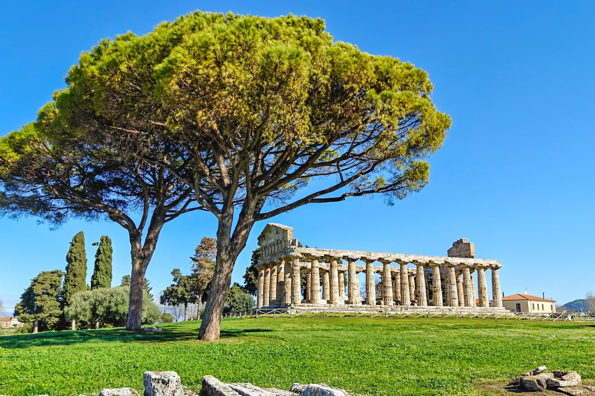 Die gut erhaltenen griechischen Tempel von Paestum auf einer grünen Wiese, flankiert von hohen Pinien unter blauem Himmel.