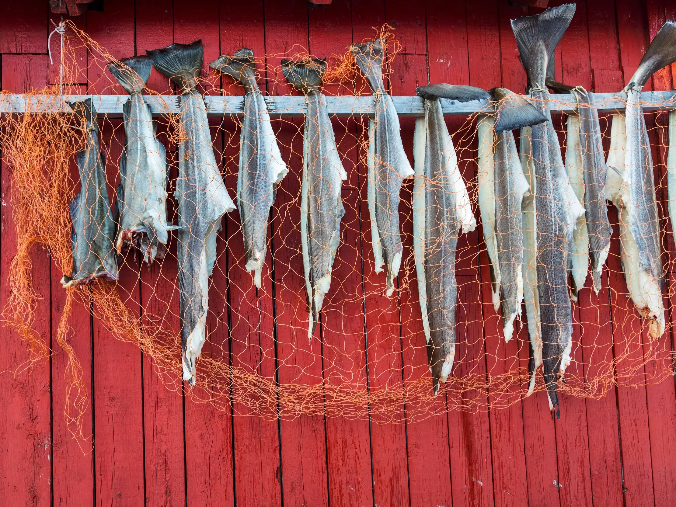 Traditioneller Stockfisch hängt zum Trocknen an einer roten Holzwand einer Fischerhütte auf den Lofoten in Norwegen.