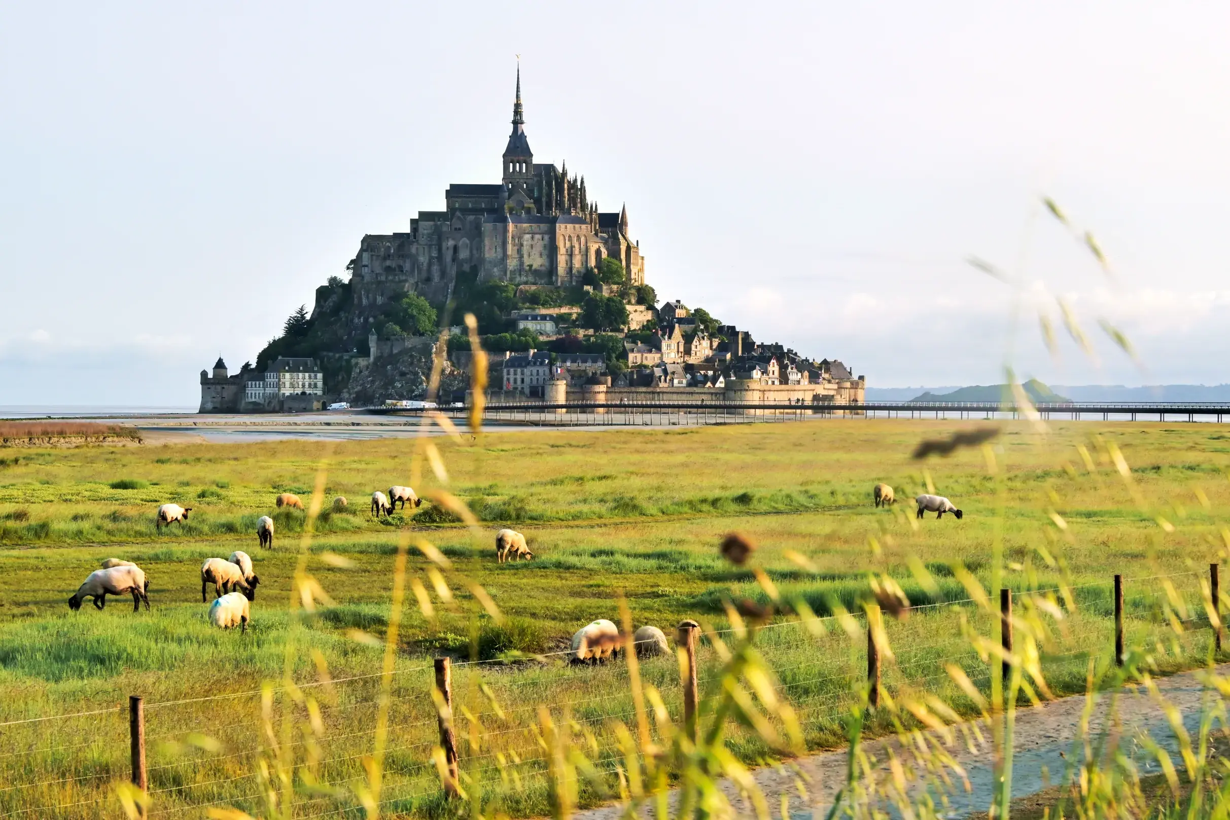 Die Klosterburg Mont St-Michel thront über dem Wattenmeer, davor weidet eine Schafherde auf den Salzwiesen der Bretagne.