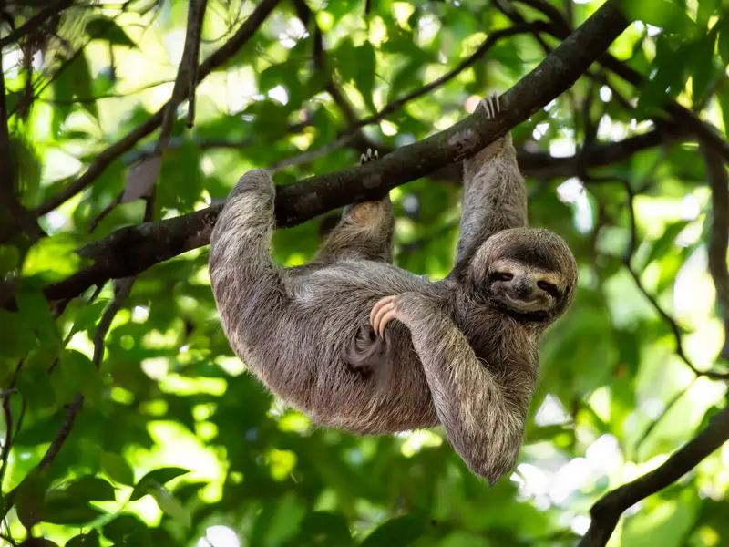 Ein Faultier mit seinem Jungtier hängt entspannt an einem Ast im üppig grünen Regenwald von Costa Rica.