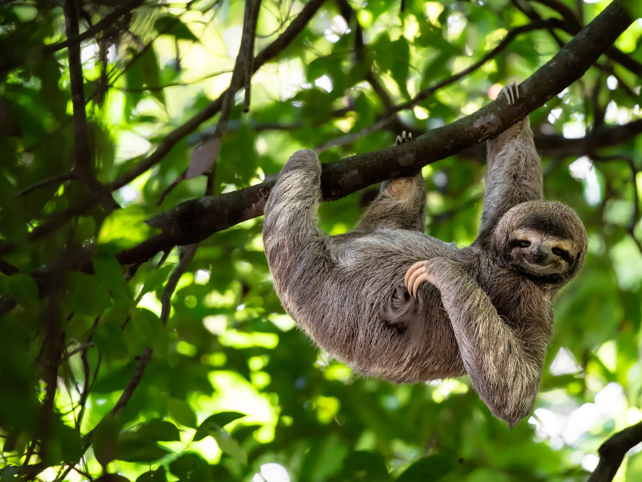 Ein lächelndes Faultier hängt kopfüber an einem Ast im dichten Blätterdach des Regenwalds in Costa Rica.