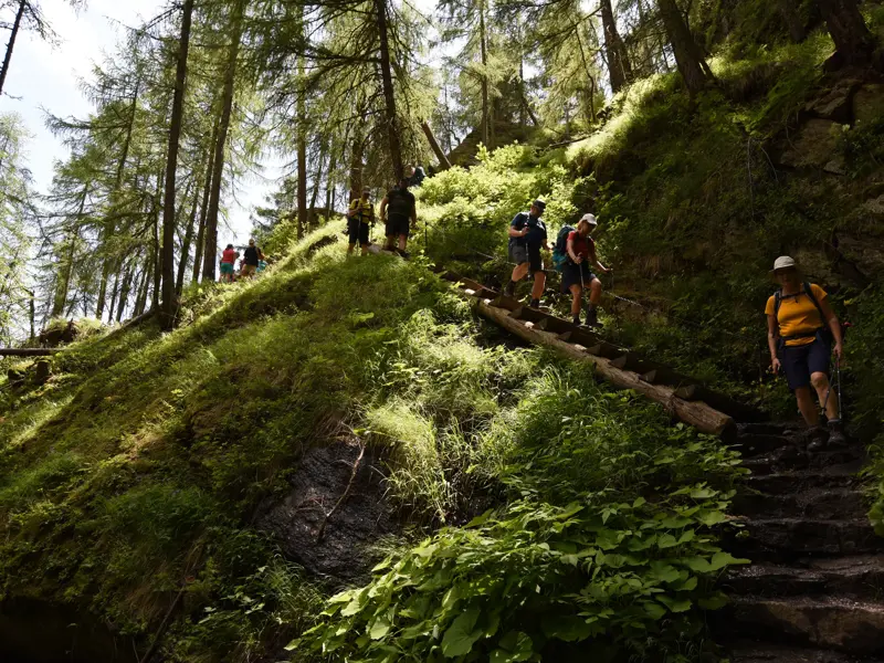 Eine Hauser-Wandergruppe steigt über Holzstufen auf dem Meraner Höhenweg durch einen sonnigen Bergwald in der Texelgruppe.