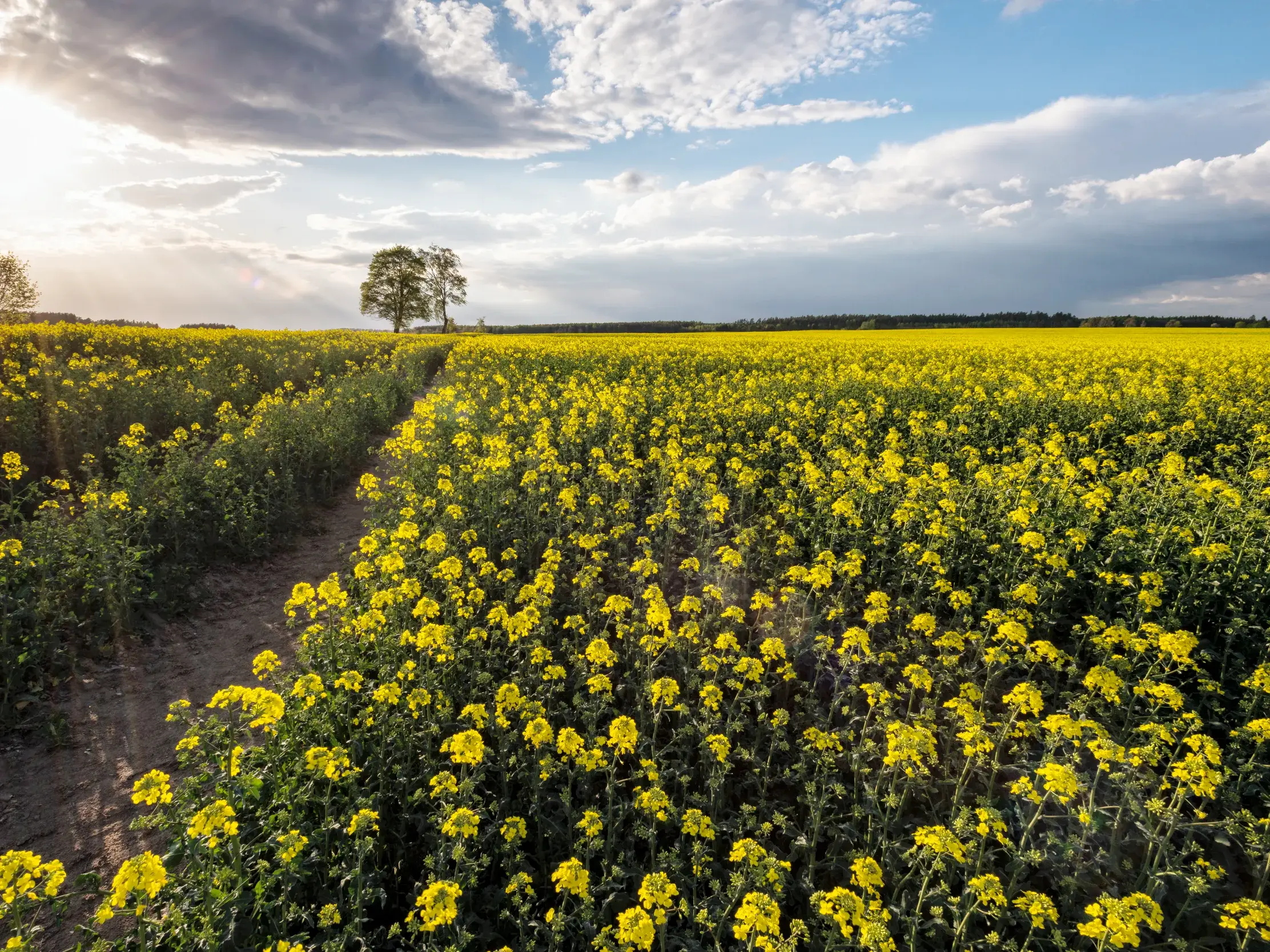 Ein Feldweg führt durch ein weitläufiges, gelb blühendes Rapsfeld in Masuren unter einem bewölkten Himmel bei Sonnenuntergang.