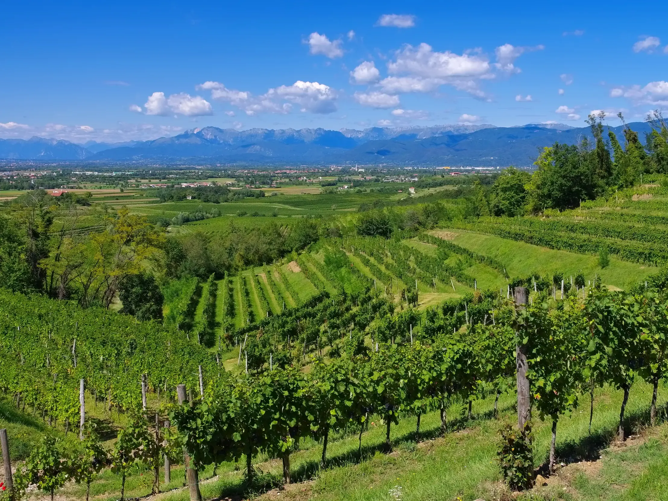 Panoramablick über terrassierte Weinberge im Friaul bis zu den fernen Gipfeln der Karnischen Alpen bei strahlend blauem Himmel.