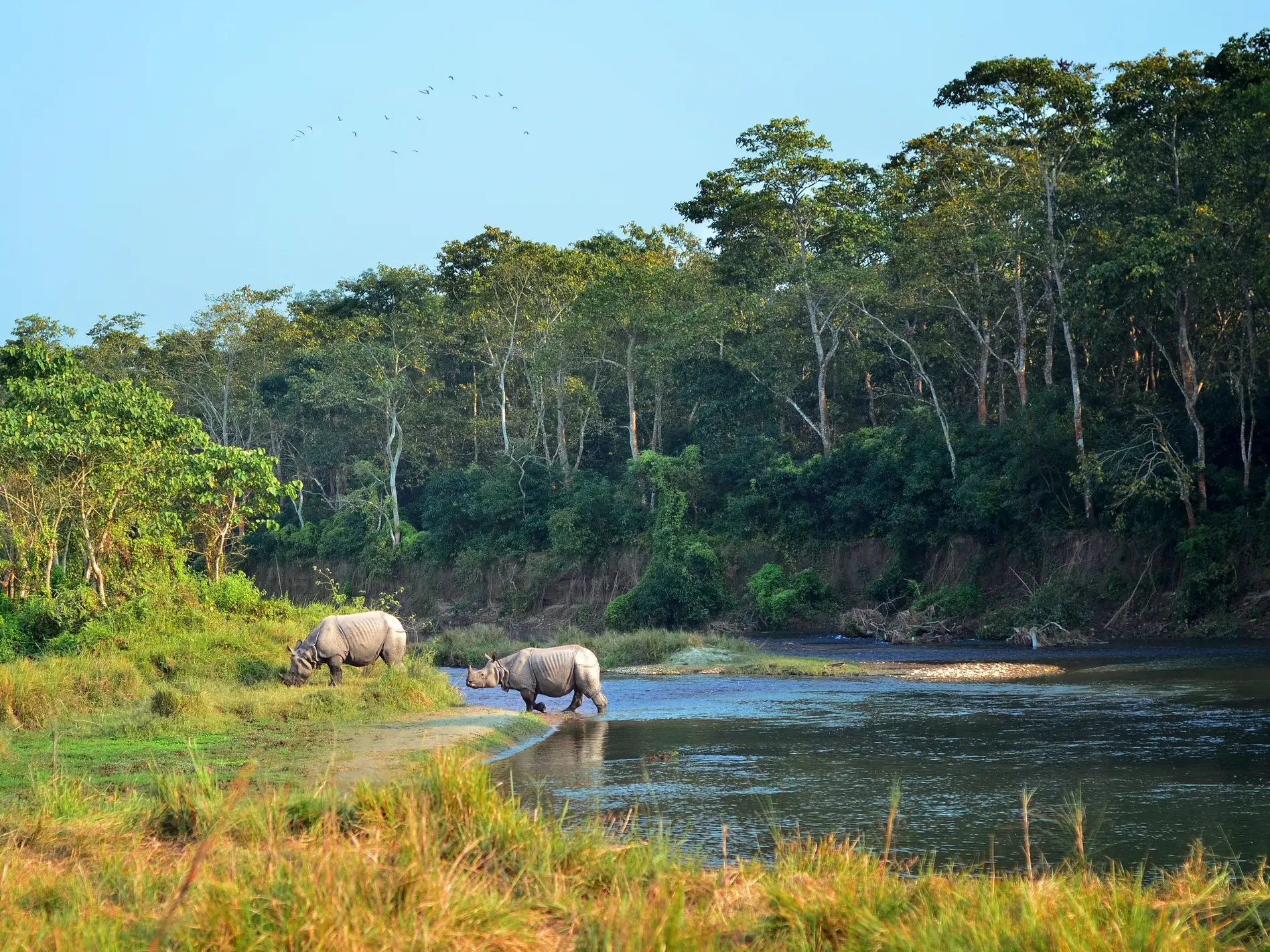 Zwei Panzernashörner am Ufer des Rapti Flusses im Chitwan-Nationalpark in Nepal, eines grast, das andere geht ins Wasser.