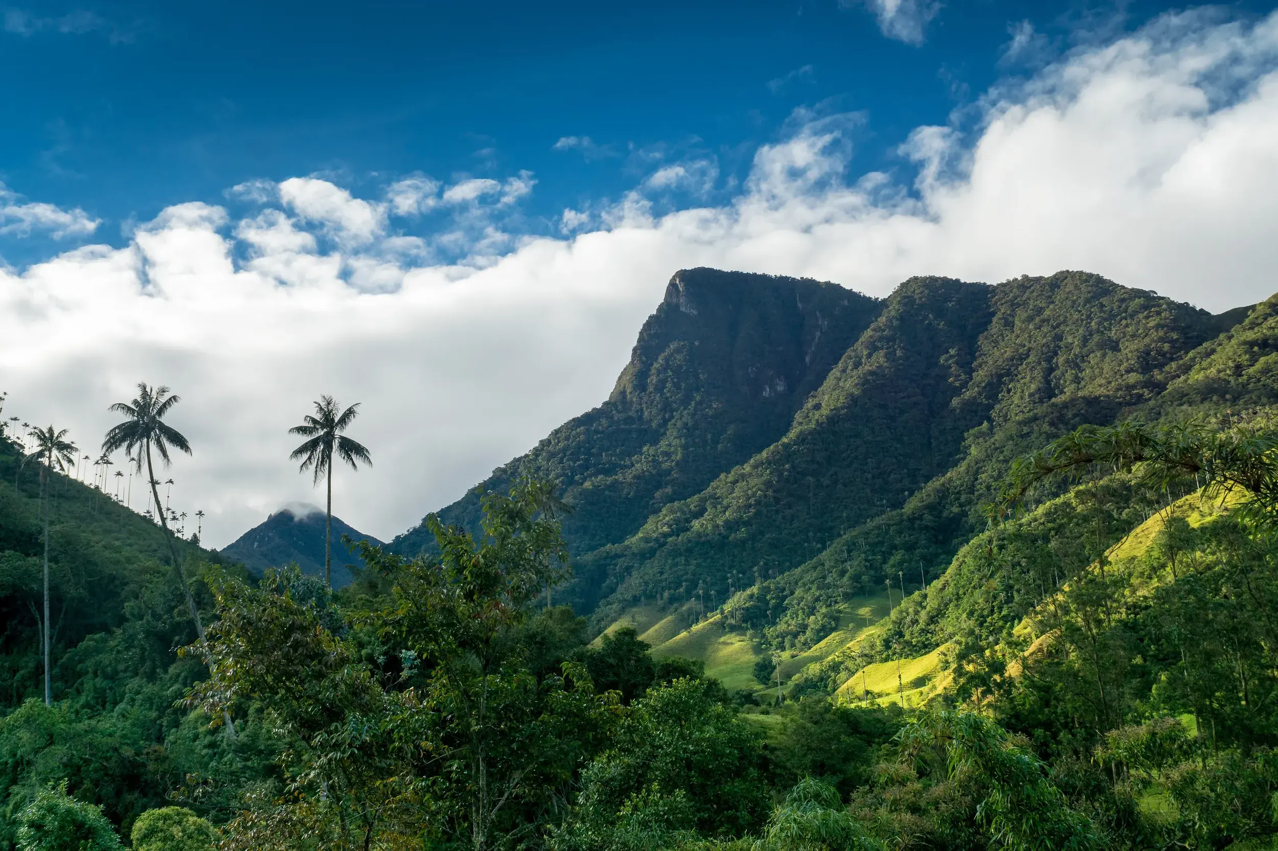 Hohe Wachspalmen ragen im grünen Cocora-Tal vor einer üppigen Berglandschaft unter blau-weißem Himmel in Kolumbien.