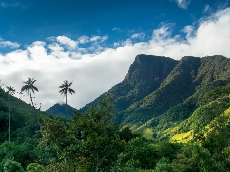 Hohe Wachspalmen ragen im grünen Cocora-Tal vor einer üppigen Berglandschaft unter blau-weißem Himmel in Kolumbien.