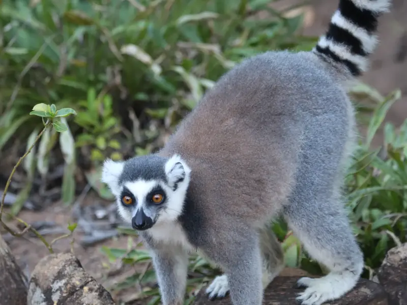 Ein Katta mit typischem Ringelschwanz und orangefarbenen Augen blickt auf einer Trekkingreise in Madagaskar neugierig in die Kamera.