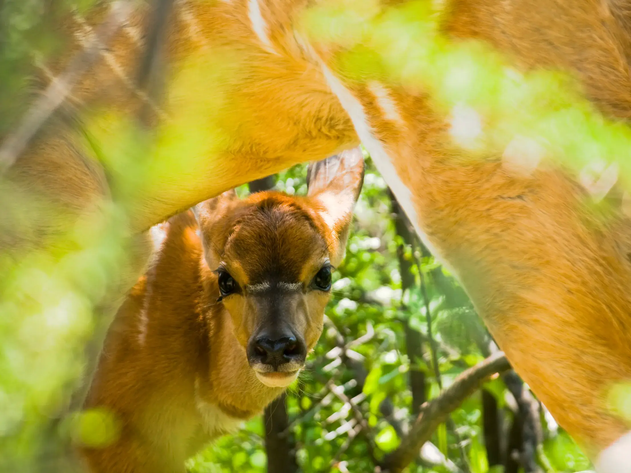 Nahaufnahme eines scheuen Nyala-Kalbs, das in der Kalahari-Savanne Namibias unter dem Bauch seiner Mutter hervorschaut.