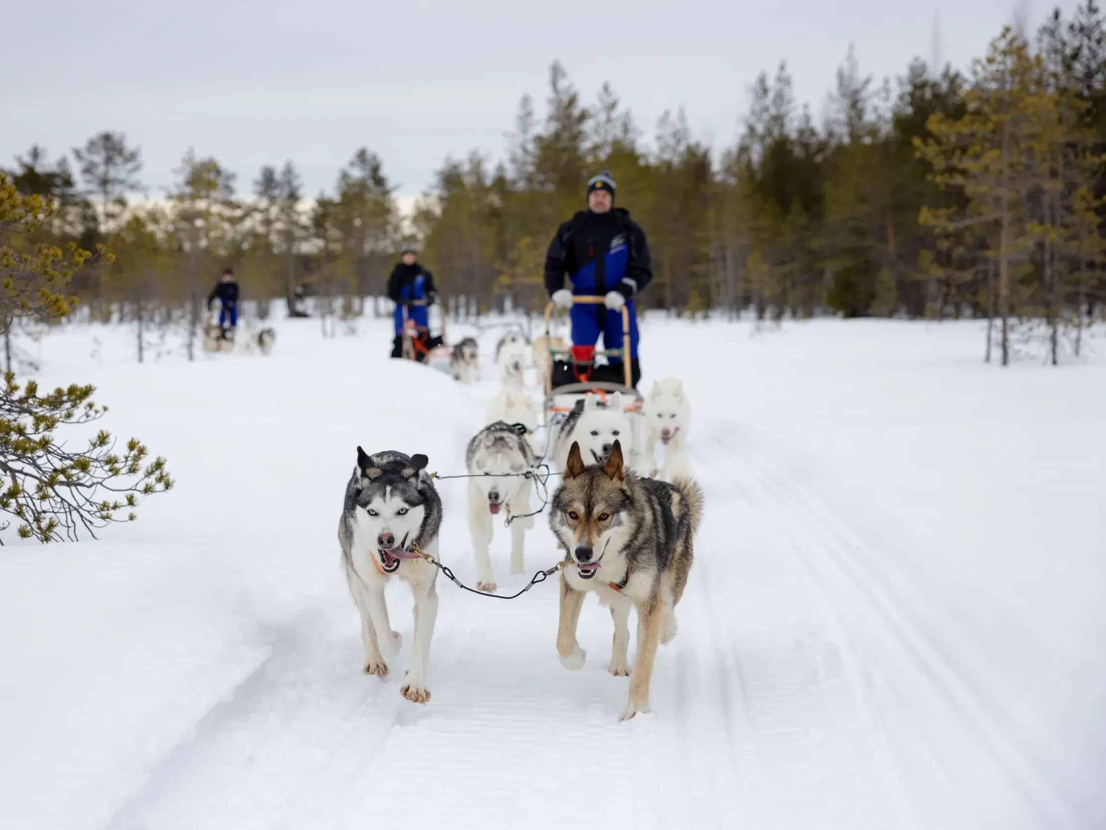 Teilnehmer einer Gruppenreise steuern ihre Hundeschlitten durch die weite, verschneite Wildnis von Finnisch-Lappland.