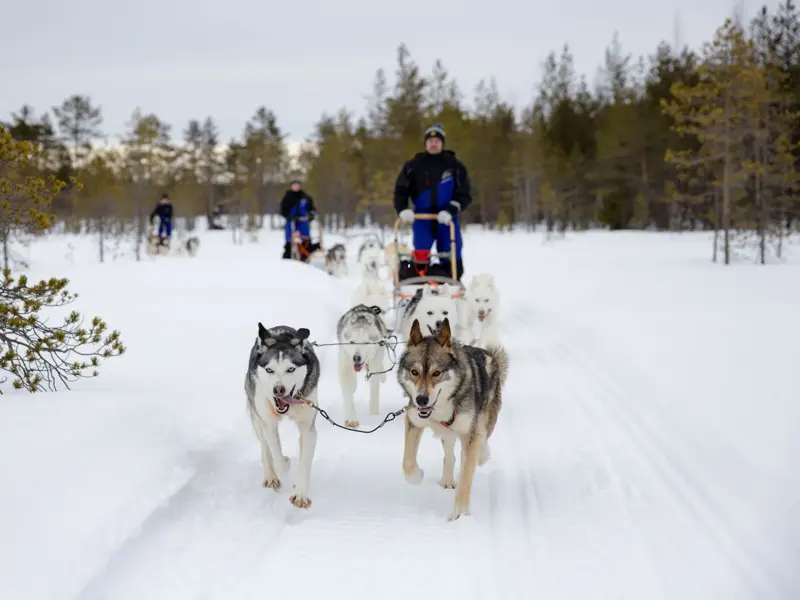 Teilnehmer einer Gruppenreise steuern ihre Hundeschlitten durch die weite, verschneite Wildnis von Finnisch-Lappland.