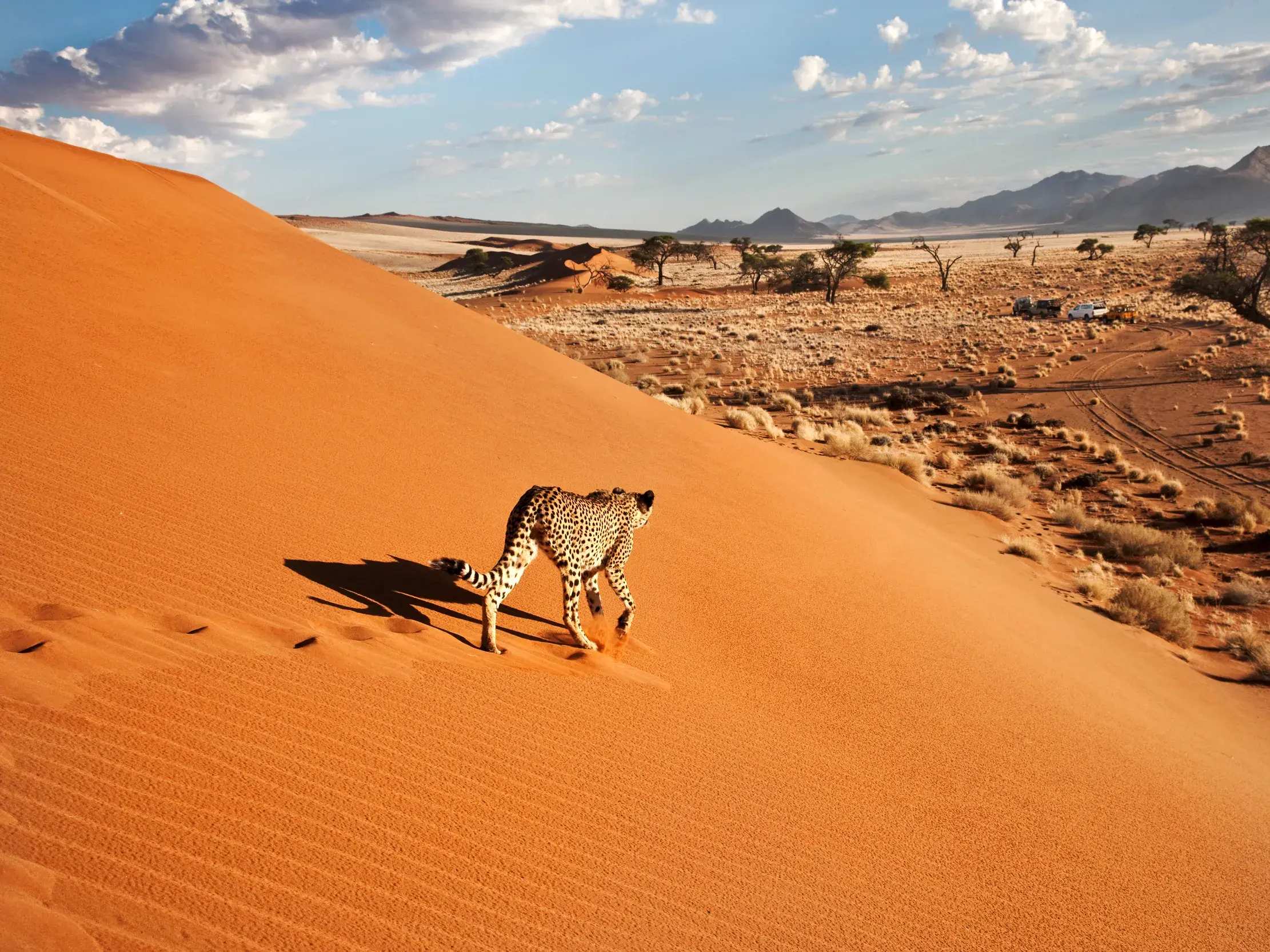 Ein Gepard wandert eine leuchtend rote Sanddüne in der Namib-Wüste hinab und wirft einen langen Schatten in der Abendsonne.