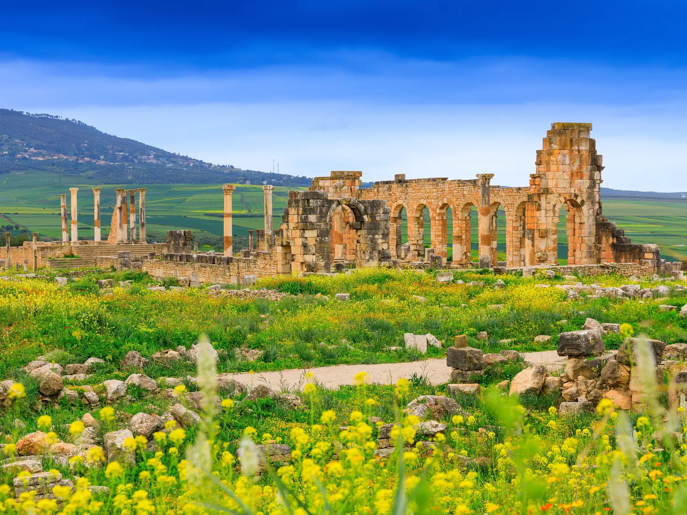 Die antiken römischen Ruinen von Volubilis in Marokko, umgeben von einer blühenden Wiese mit gelben Wildblumen vor Hügeln.