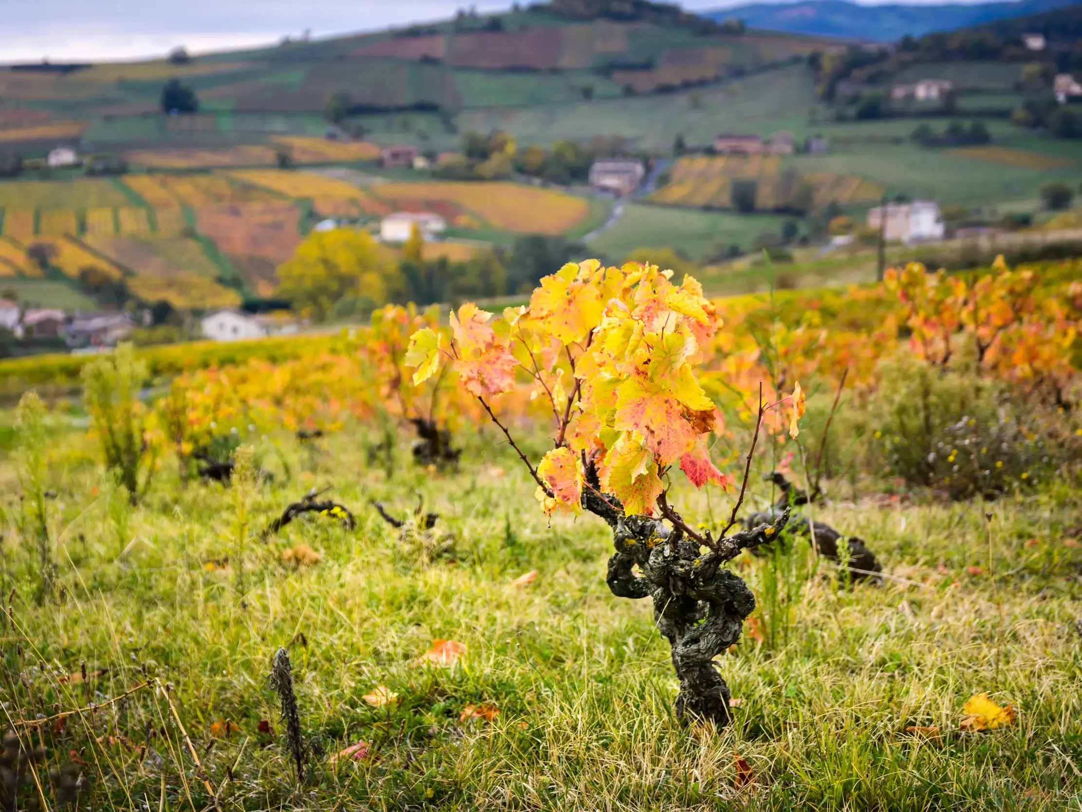 Weinrebe mit leuchtend gelben Blättern in der hügeligen Kulturlandschaft der Weinregion Burgund.