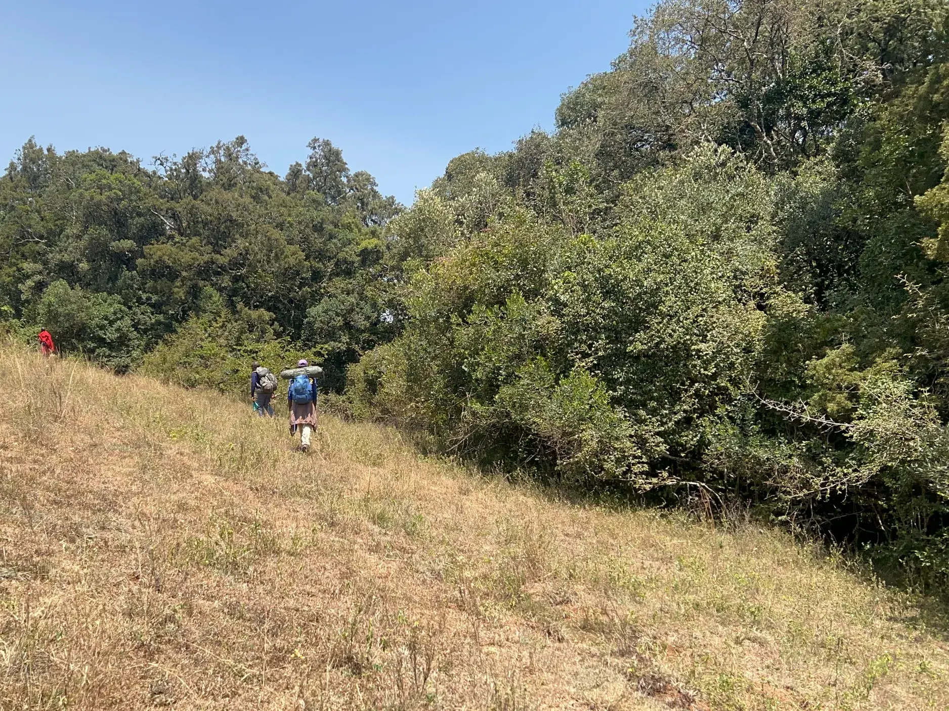 Eine kleine Trekkinggruppe wandert durch die Loita Hills am Afrikanischen Grabenbruch in Kenia einen trockenen Grashang hinauf.