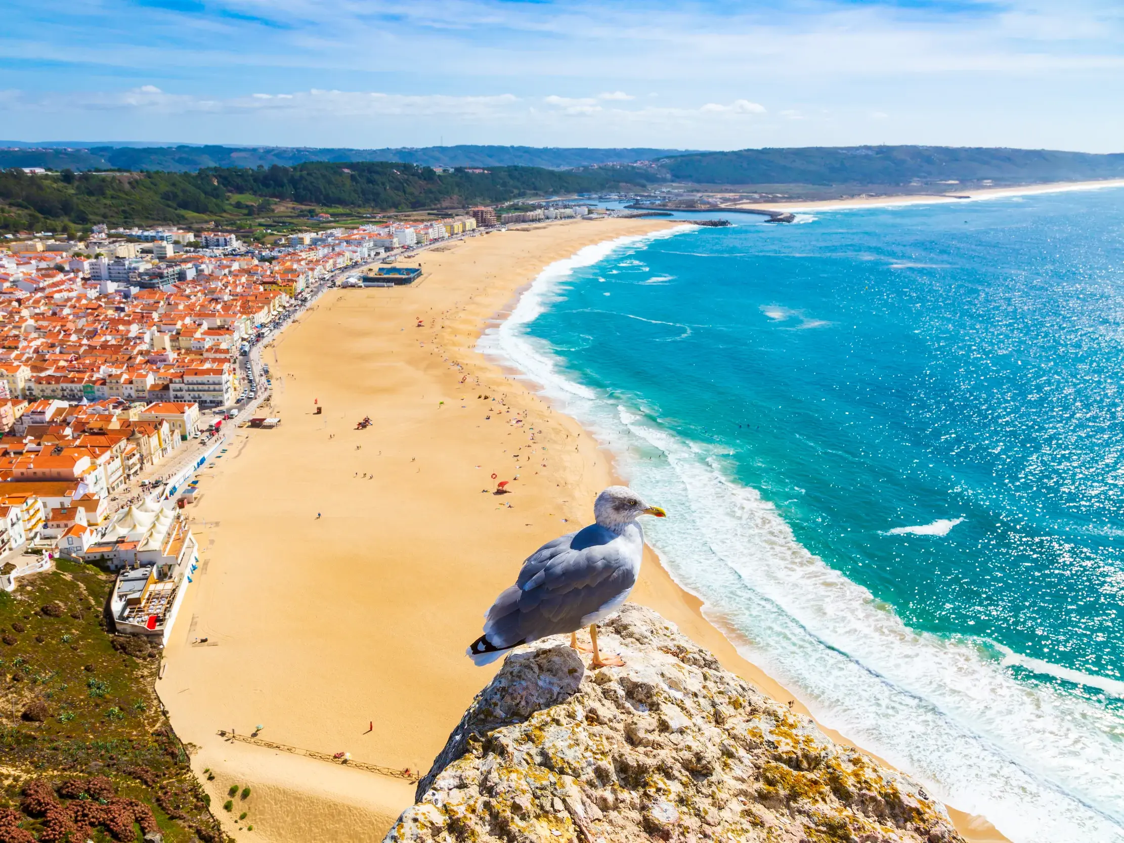Eine Möwe blickt vom Aussichtspunkt Sítio auf die weiten Strände von Nazaré und den türkisblauen Atlantik in Portugal.