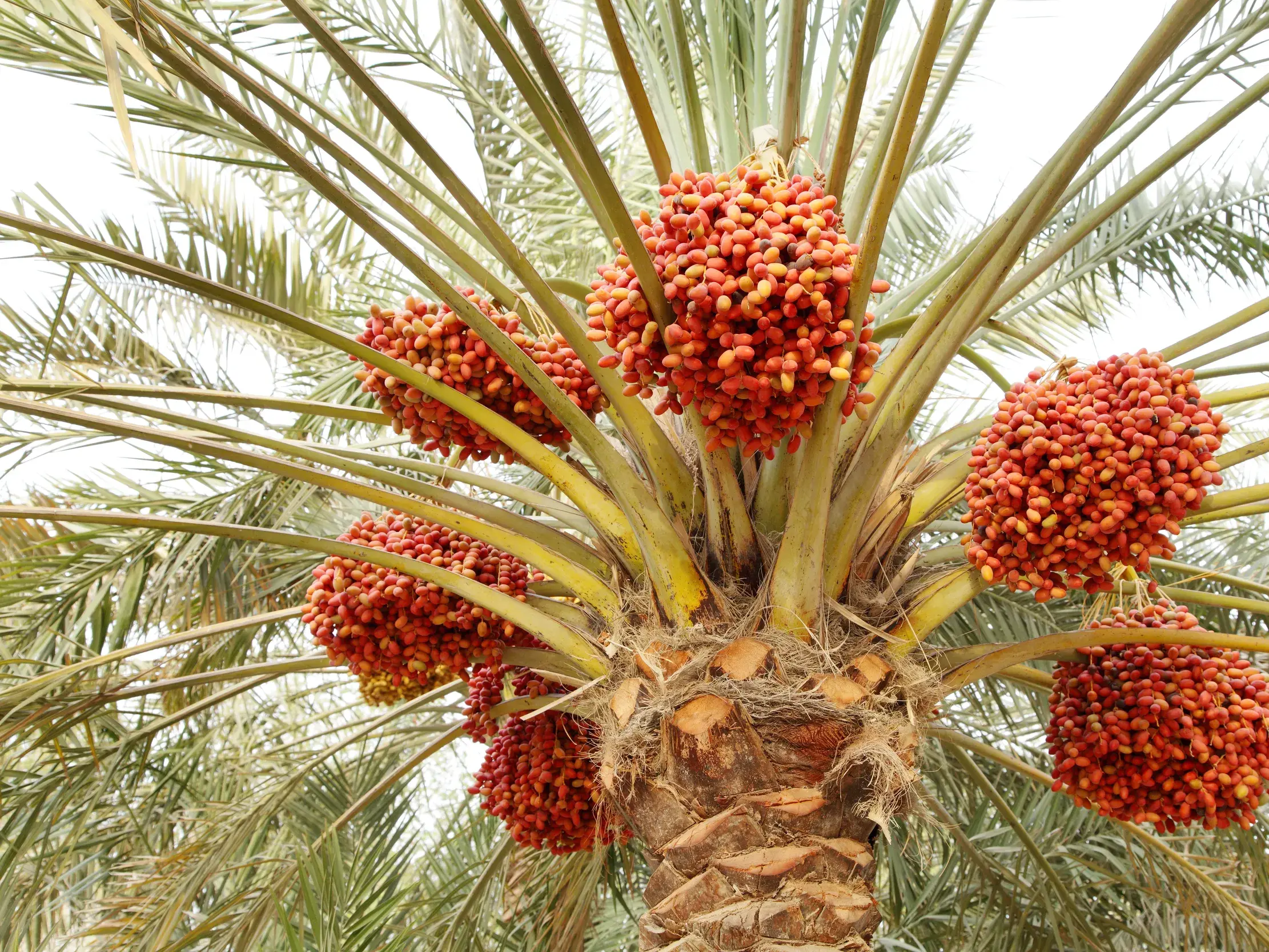 Üppige, reifende Dattelfrüchte an einer Palme, ein typischer Anblick auf einer Studienreise durch Jordanien.