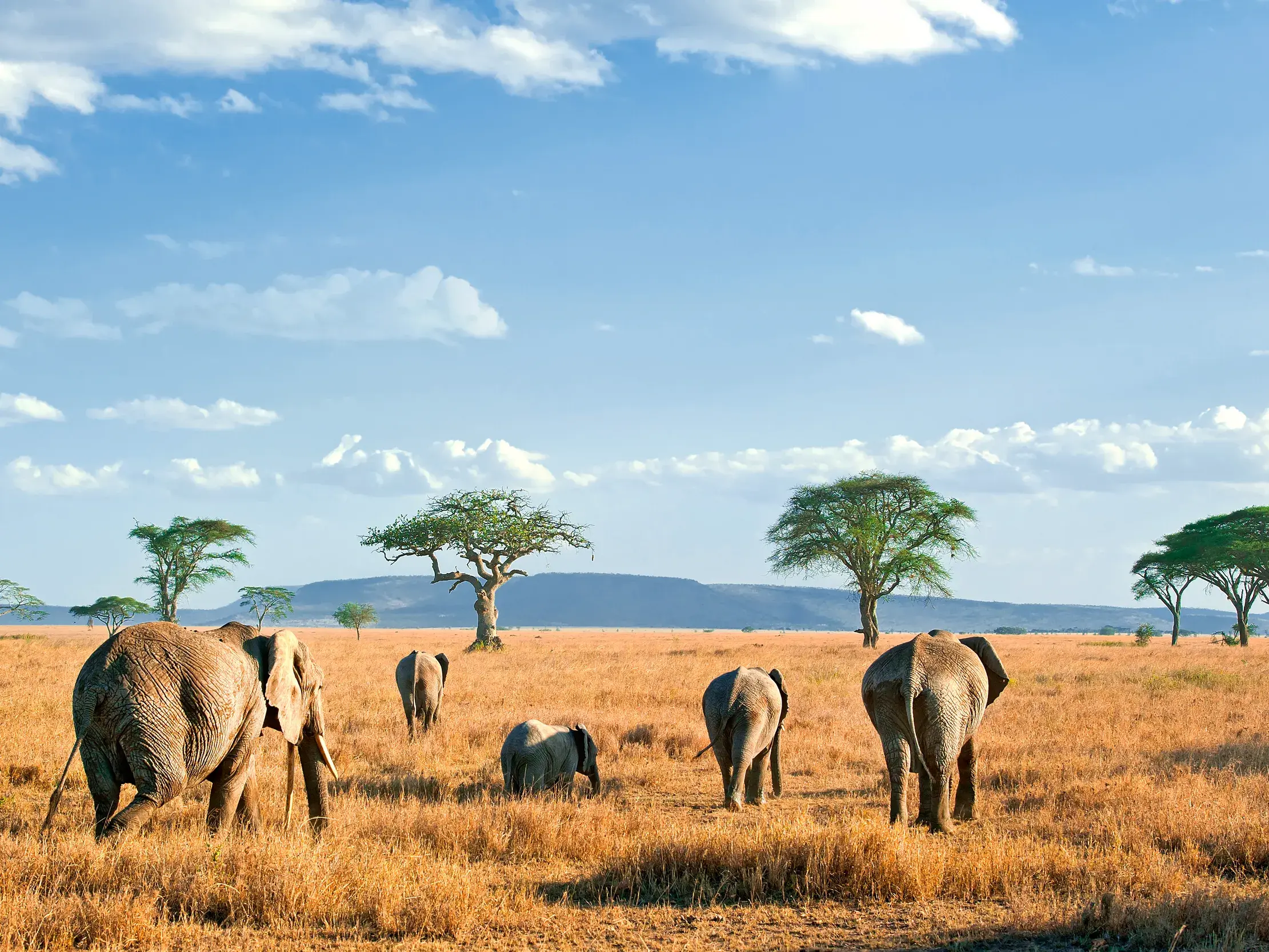 Eine Elefantenherde mit Jungtieren wandert durch die goldgelbe Savanne des Serengeti-Nationalparks in Tansania.